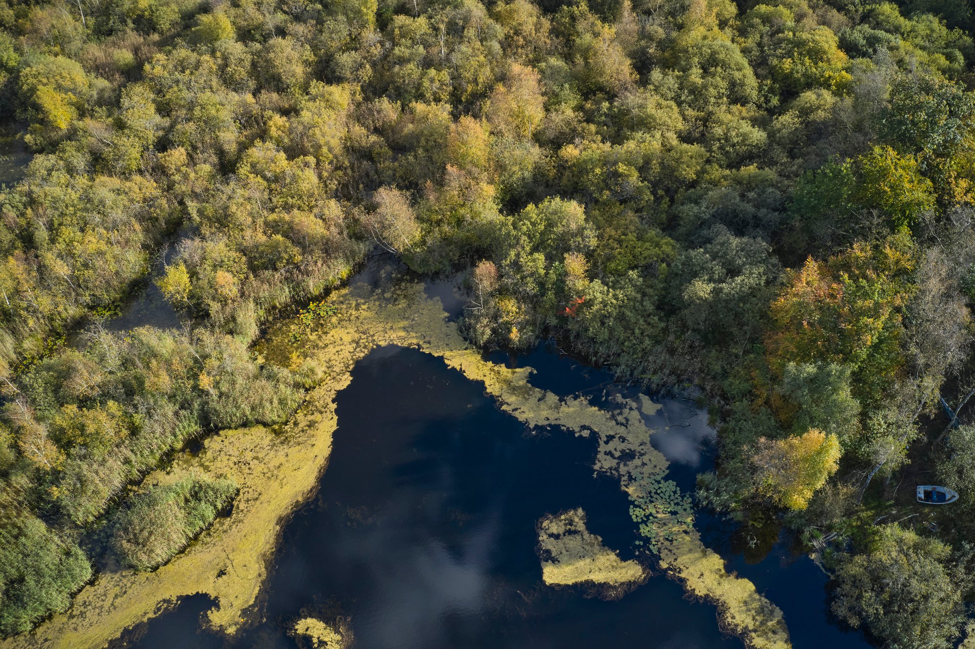 Lake and Green Algae