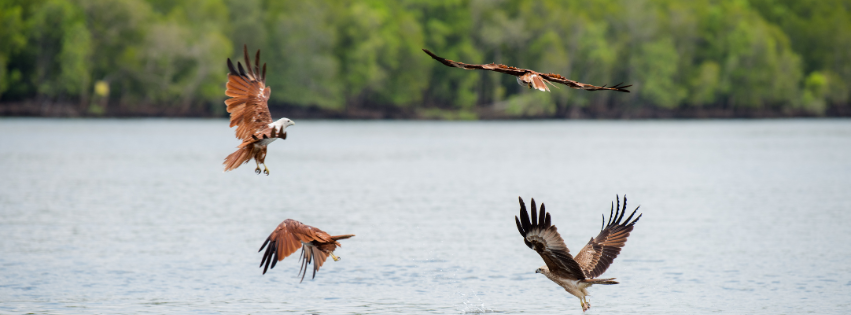 Eagles by water