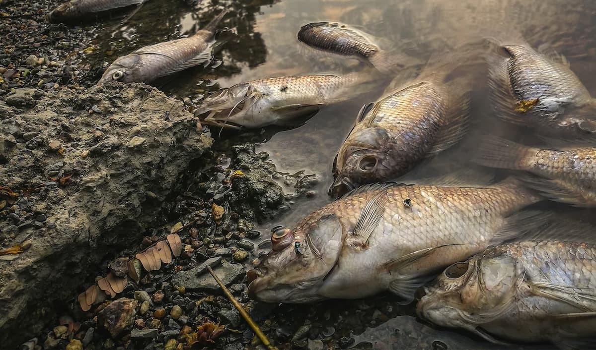 Dead fish washed ashore due to water contamination, highlighting environmental issues.