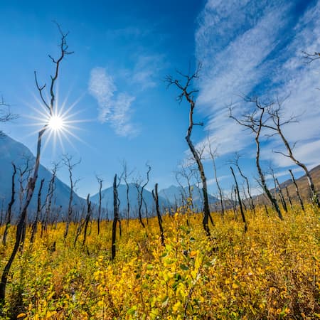 A landscape with dead trees and vibrant yellow vegetation under a bright sun, illustrating the effects of climate change, drought, and environmental shifts on forest ecosystems. A landscape with dead trees and vibrant yellow vegetation under a bright sun, illustrating the effects of climate change, drought, and environmental shifts on forest ecosystems.