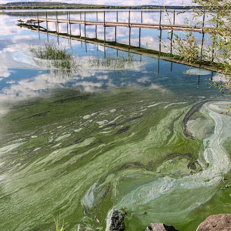 A lake covered with green algal blooms near a wooden dock, indicating water pollution and the environmental impact of excess nutrients. A lake covered with green algal blooms near a wooden dock, indicating water pollution and the environmental impact of excess nutrients.