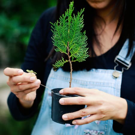 A woman in denim overalls holding a small potted tree while examining a tiny seedling, symbolizing growth and environmental care. A woman in denim overalls holding a small potted tree while examining a tiny seedling, symbolizing growth and environmental care.
