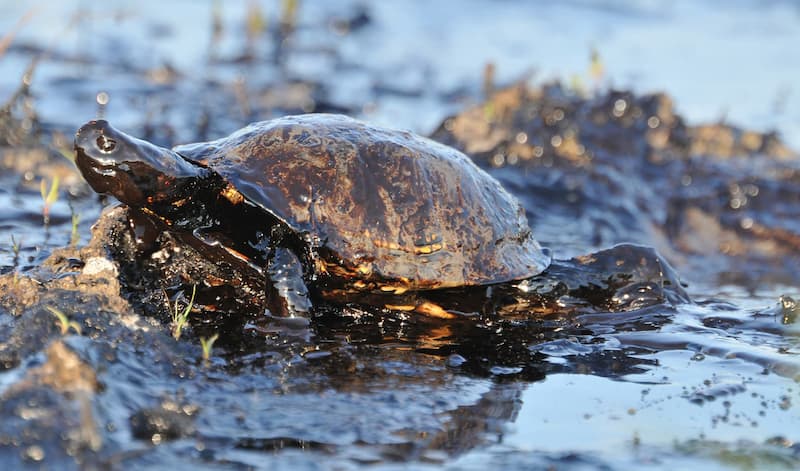 A turtle covered in oil, showcasing the harsh effects of pollution on wildlife.